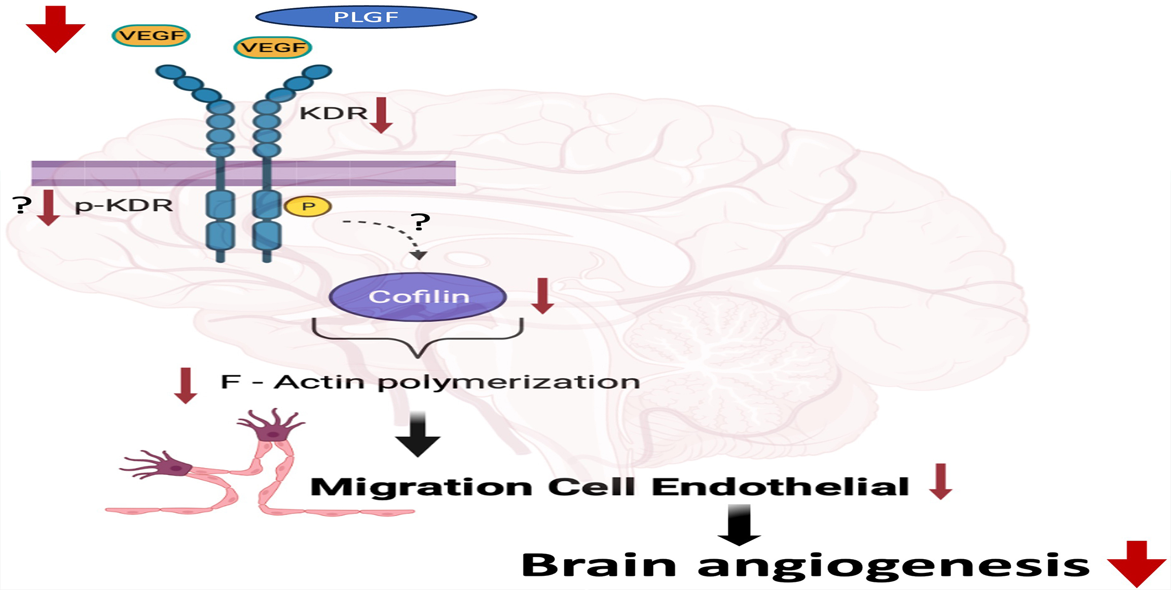 Reduced Brain Cortex Angiogenesis in the Offspring of the Preeclampsia-Like Syndrome